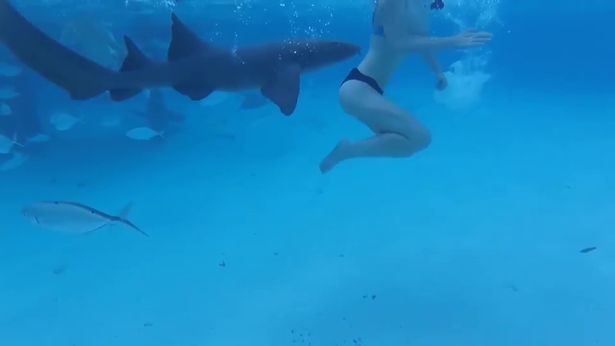 Vô tư chụp ảnh giữa đàn cá mập, cô gái không ngờ phải nhận kết cục đau đớn